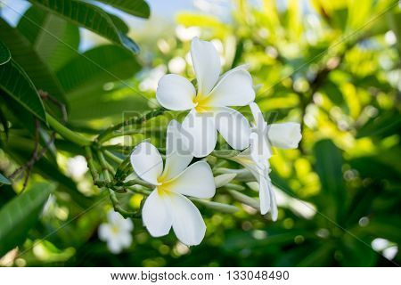 Evergreen Frangipani, Graveyard Flower Or Pagoda Tree Or Temple Tree Or West Indian Jasmine