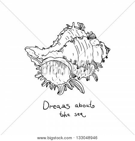 Set of hand drawn vector beautiful sea shells.