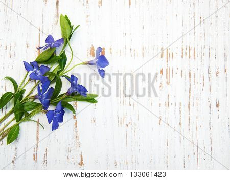 Perwinkle
