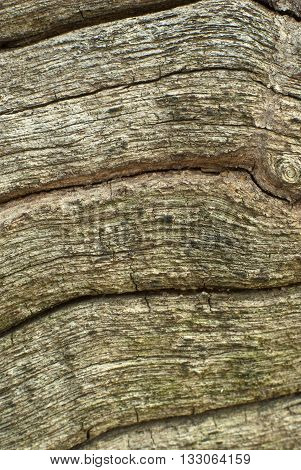 Close up to old stump see Texture of wood