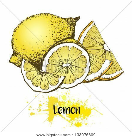 Vector hand drawn illustration of lemon or lime fruit. Yellow color summer fresh citrus fruit isolated on white background. For cocktail smoothie desserts and salsds.