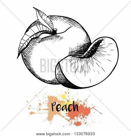 Vector hand drawn illustration of peach or apricot or nectarine fruit. Engraving summer fresh fruit isolated on white background. For cocktail smoothie desserts and salsds.