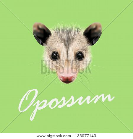 Vector Illustrated Portrait of Opossum. Cute fluffy face of Opossum on green background.