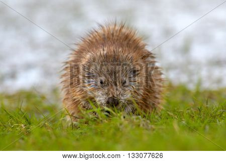 The muskrat (Ondatra zibethicus) in natural habitat