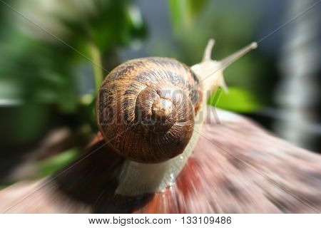 Snail Zoom Burst Close Up Stock Photo High Quality