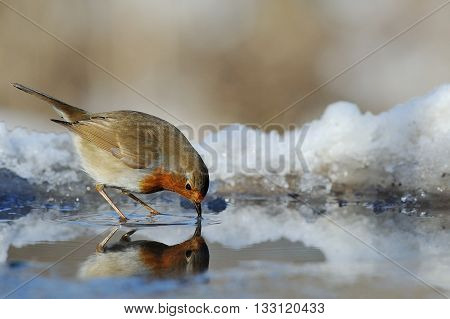 A robin is drinking water in the wood