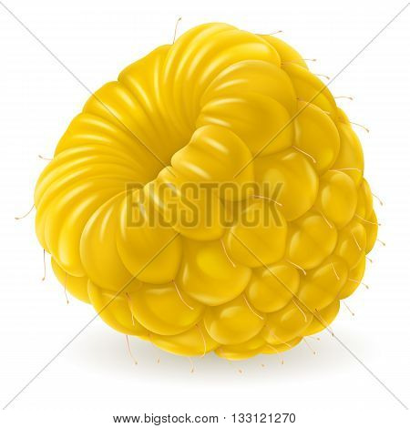 Fresh yellow raspberry isolated on white background. Realistic illustration