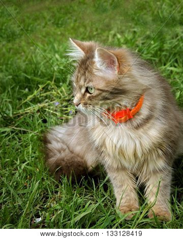 gray domestic cat with green eyes in the garden on the green grass