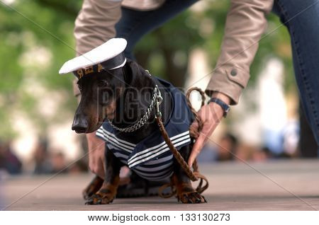 ST. PETERSBURG, RUSSIA - MAY 28, 2016: Woman with her dog in costume of seaman during Dachshund parade. The traditional festival is timed to the City day