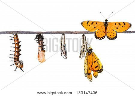 Life Cycle Of Tawny Coster Transform From Caterpillar To Butterfly