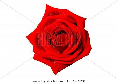 Beautiful red rose isolated on white background