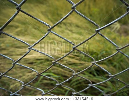 Long leaf grass behind the Steel Grating Fence