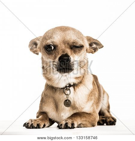 Chihuahua lying down with one eye closed, isolated on white