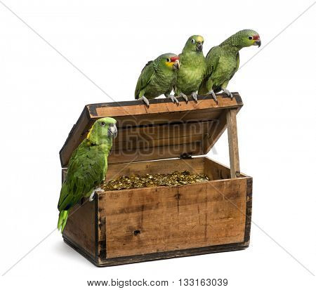 Yellow-crowned Amazon and a Red-lored amazon on a pirate chest, isolated on white