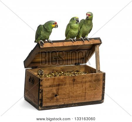 Yellow-crowned Amazon and a Red-lored amazon on a pirate chest, isolated on white