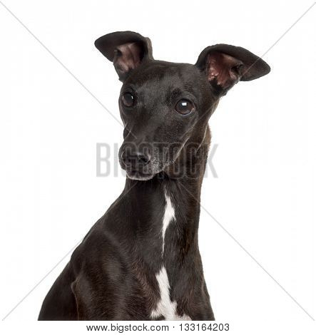 Close up of an Italian Greyhound, Piccolo Levriero Italiano, isolated on white