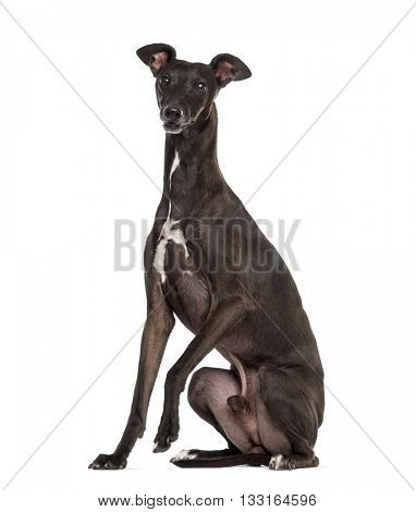 Italian Greyhound, Piccolo Levriero Italiano, sitting and isolated on white