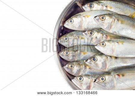 fresh mackerel fish on salver, isolated .