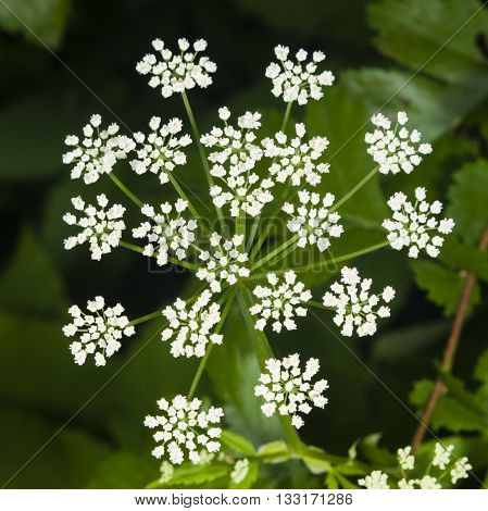 Aegopodium podagraria bishop's weed flower macro selective focus