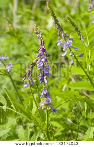 Blooming Fodder or Eastern Galega Galega Orientalis in wild close-up selective focus shallow DOF
