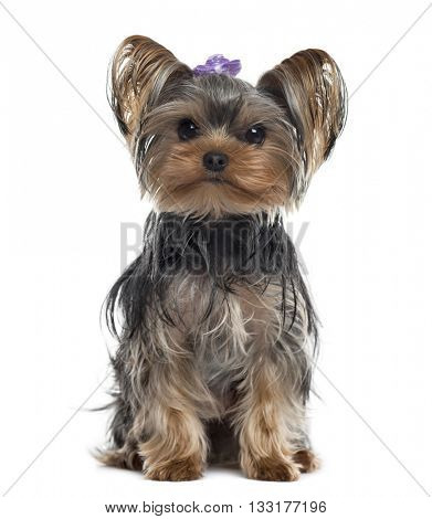 Yorkshire Terrier looking at the camera and sitting, isolated on white