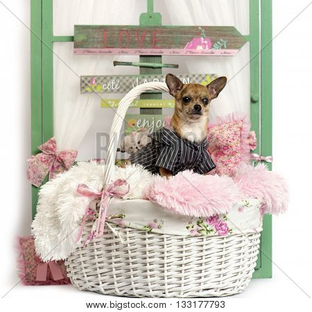 Chihuahua puppy sitting, in front of a rustic background