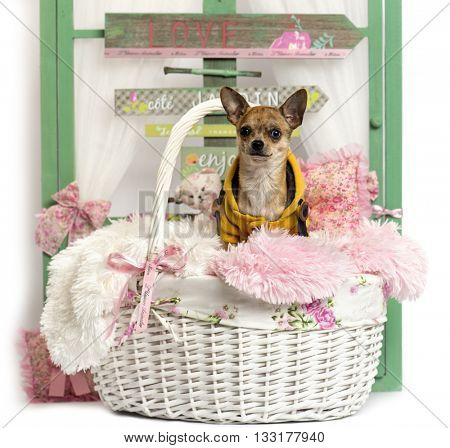 Chihuahua puppy sitting, in front of a rustic background
