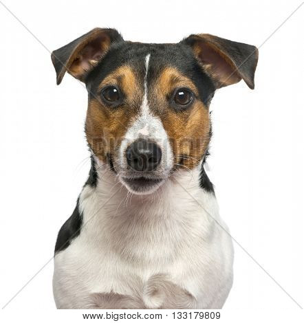 Close up of a Jack Russell Terrier isolated on white