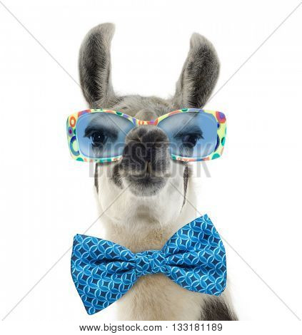 Portrait of a Lama - Lama glama wearing sunglasses, isolated on white
