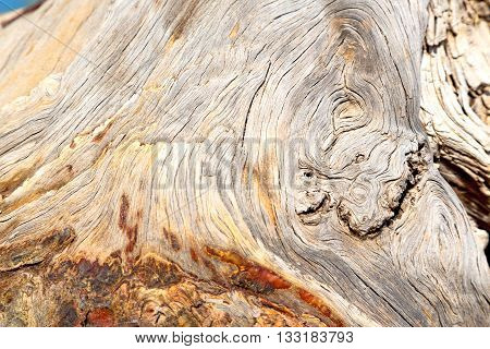 Barck In The Texture