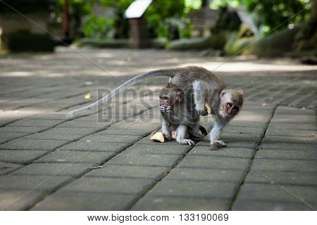 Monkey In The Monkey Forest Sanctuary, Ubud, Bali