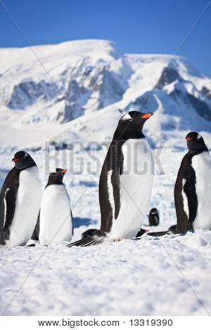 Pinguine In der Antarktis