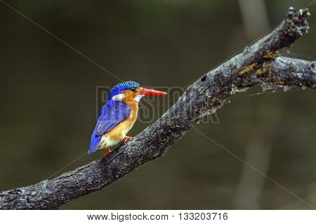 Specie Corythornis cristatus family of Alcedinidae, malachite kingfisher on a branch in Kruger park