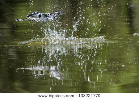 Specie Ceryle rudis family of Alcedinidae, pied kingfisher flying above the river in Kruger Park, South Africa