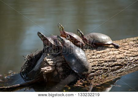 Four painted turtles sunning themselves on a chilly April morning