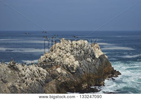 Seabirds on guano covered rocks on the coast of Chile where the Atacama Desert meets the Pacific Ocean.
