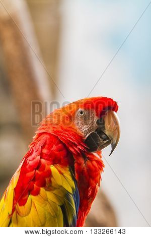 Scarlet Macaw