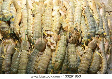 Mantis Shrimp, The mantis shrimp, or stomatopod, is a type of marine crustacean of the order Stomatopoda. Most species grow to around 10 centimetres (3.9 in) in length