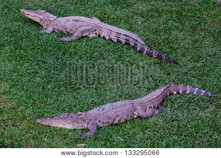 Crocodiles (subfamily Crocodylinae) or true crocodiles are large aquatic reptiles that live throughout the tropics in Africa, Asia, the Americas and Australia
