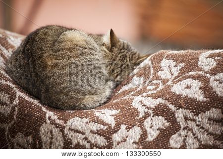 Beautiful cat in Topesti village in Romania