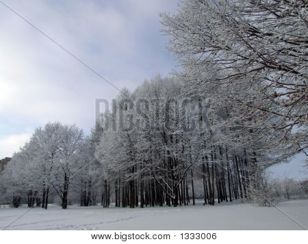 Серый зимний пейзаж