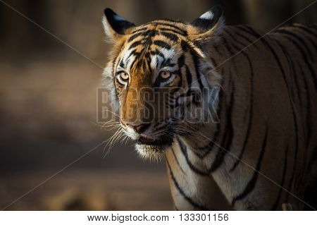 A tiger is walking in the wood in the afternoon