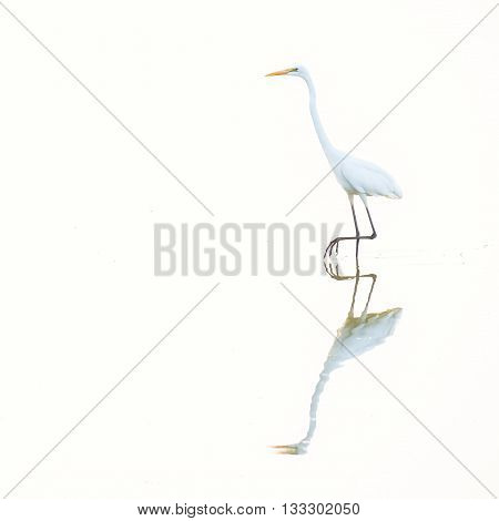 A White heron is fishing in the pond