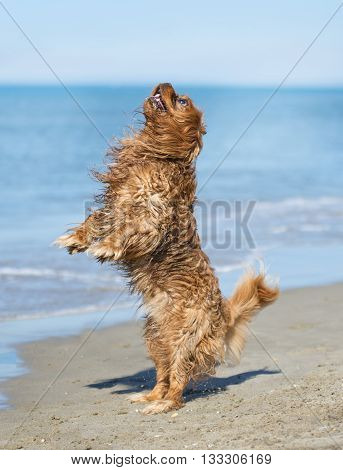 cavalier king charles standing on the beach in France