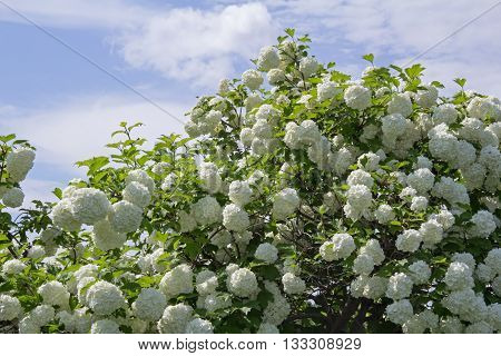 White flower of the snowball viburnum Buldenezh in bloom.