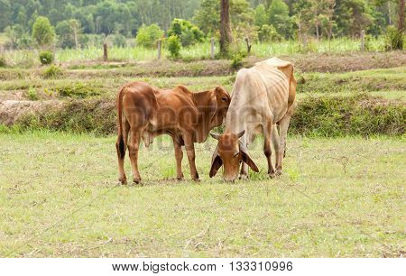 red calf playful with cow in field