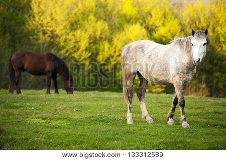 Beautiful horses in Topesti village in Romania