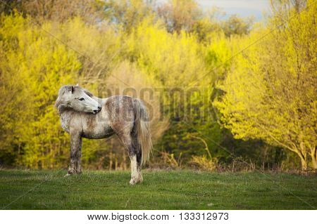 Beautiful horses in Topesti village in Romania