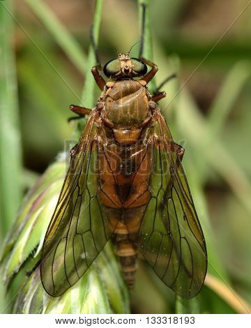 Common snipe fly (Rhagio tringarius) from above. Large insect in the family Rhagionidae predatory animals known as snipe flies