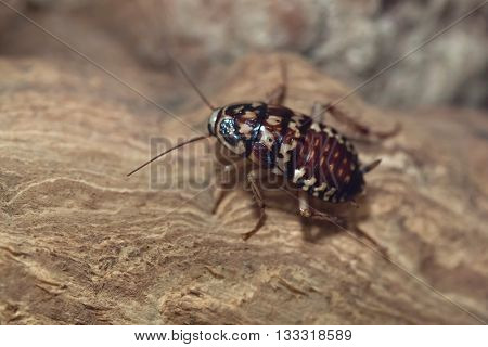Harlequin cockroach (Neostylopyga rhombifolia). Wildlife animal. 